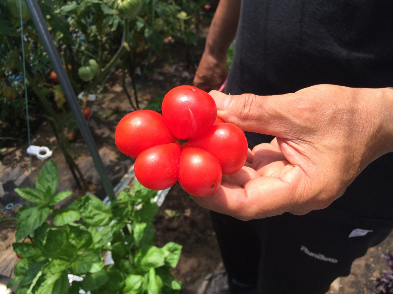 農園取材！不思議な形のエアルームトマト・スーパーフードに出会う！