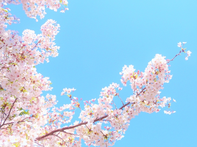 自宅でもお花見気分！かわいいアイテムでもっと桜を楽しもう！