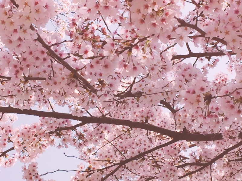桜の香りをトータルで楽しもう！【ランドリンSAKURAチェリーブロッサム2020】が期間限定で登場