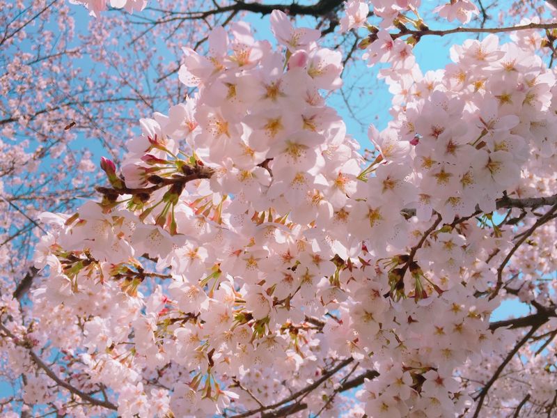 桜の香りを髪に纏える！ダイアンパーフェクトビューティー【ミラクルユー サクラ】