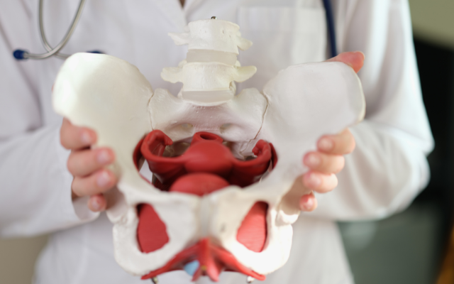 骨盤底筋の衰えが頻尿の原因の一つ