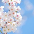 春はもう間近！続々登場。2019年春の桜コスメ